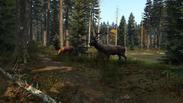 DayZ (EU)